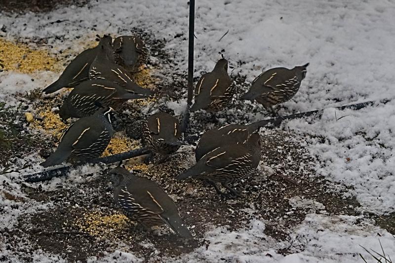 Fat, hungry quail