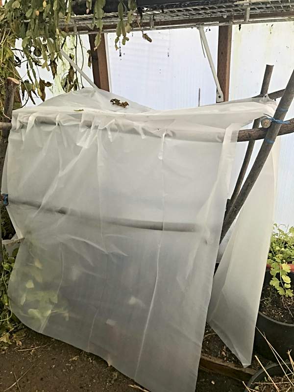 Tent using tomato frame in Winter Greenhouse