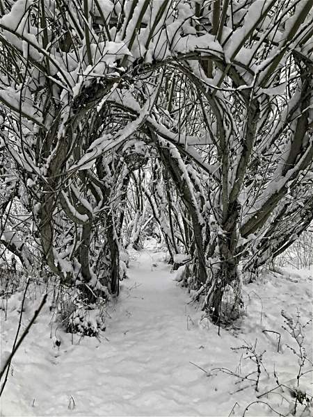 Willow Room snow path