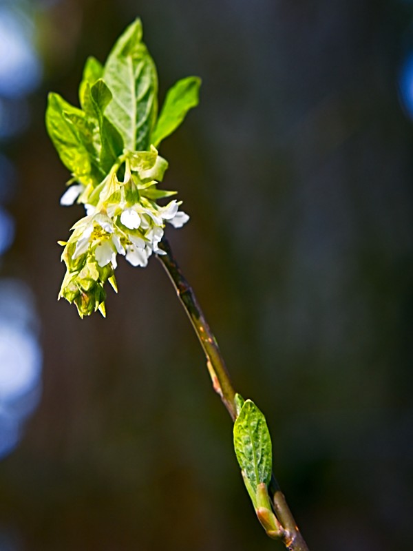 Indian Plum blossom, PNW native plant