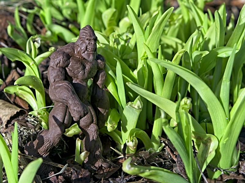 Big Foot and Day Lilies