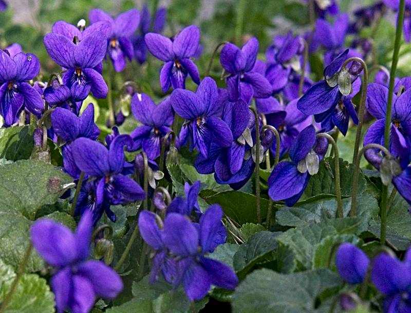 A Bed of Violets: definitely signs of spring