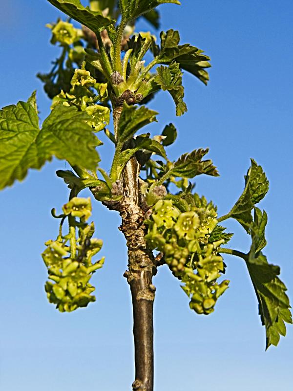 Cascade Red Currant Flowers