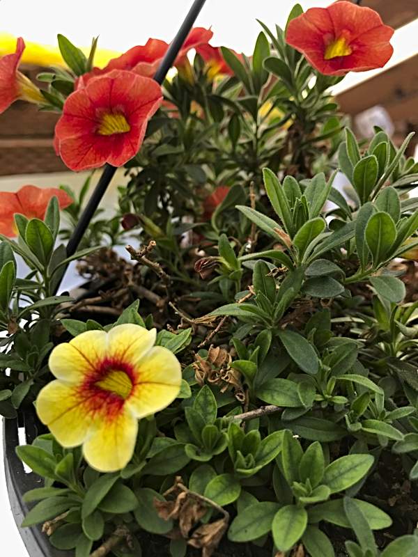 Hanging flower basket in greenhouse