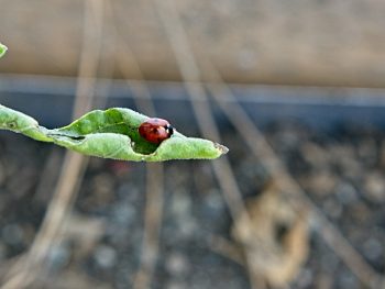 Sweet ladybug! - more signs of spring!