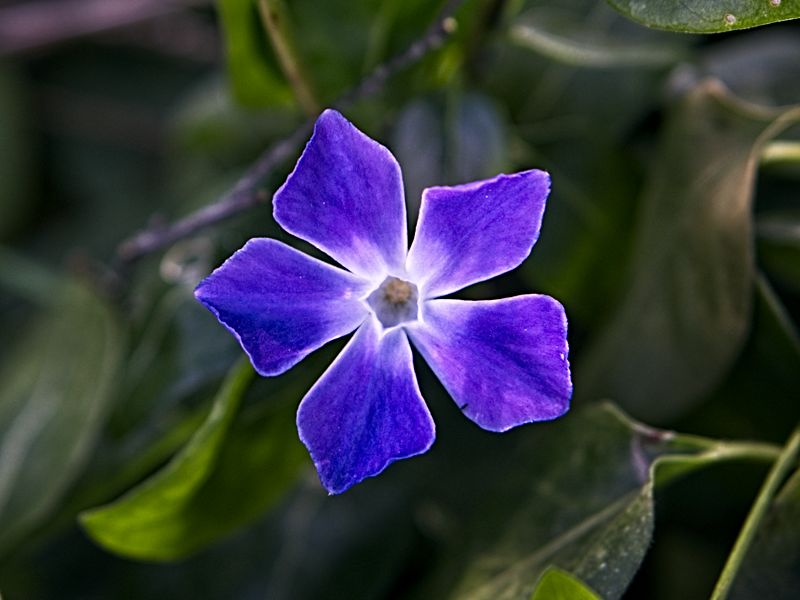 Periwinkle flower - love the color!