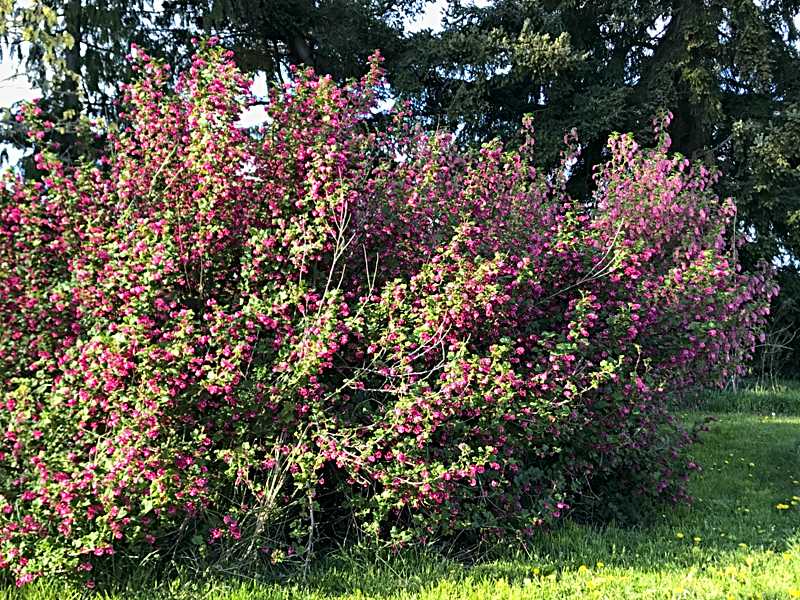 Red Flowering Currant Shrub - bee and hummingbird paradise