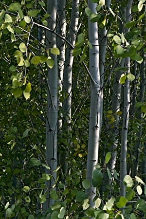 Aspens