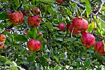 Autumn apples