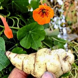 Mashua root, leaf, and flower