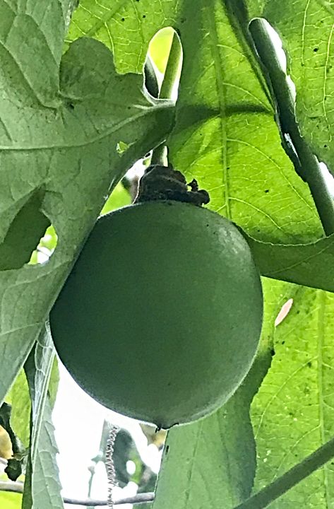 Passionfruit - aka Maypop