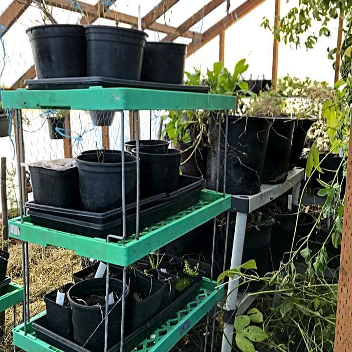 Pots on shelves: take advantage of space