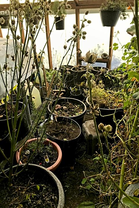 Crowded greenhouse - good grief!