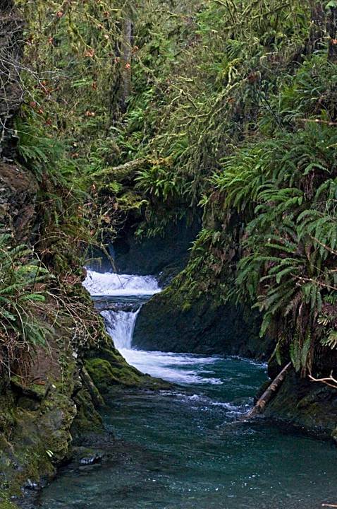 Creek, Quinault Rainforest