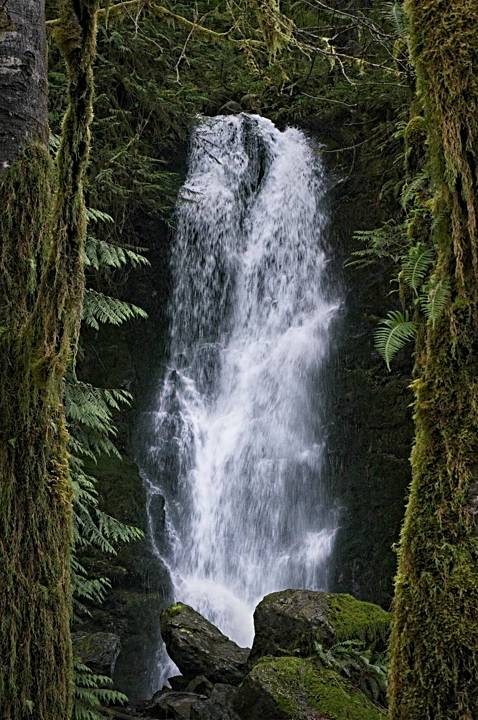 Merriman Falls, Quinault Rainforest