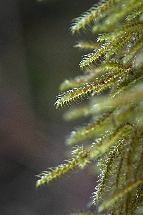 Moss, Quinault Rainforest