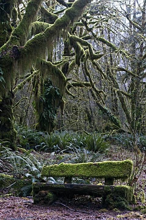 Moss-covered Bench, Quinault Rainforest