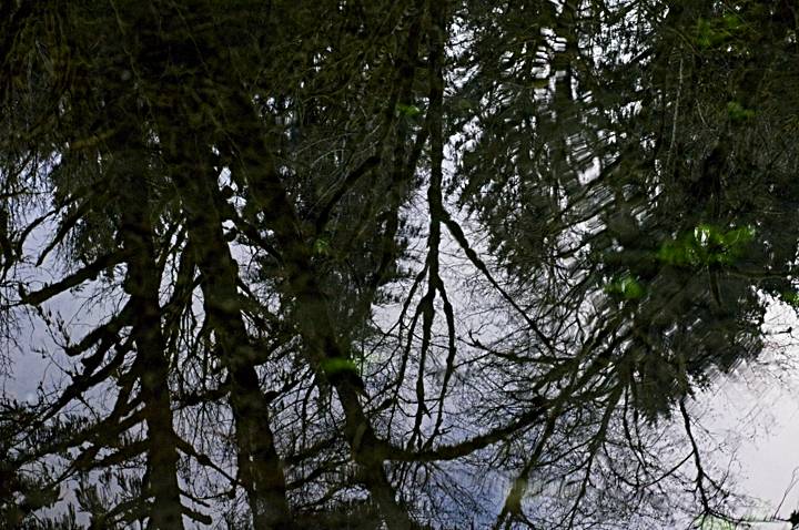 Reflections of trees in the water; Quinault Rainforest