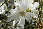 Star Magnolia light and almost frilly