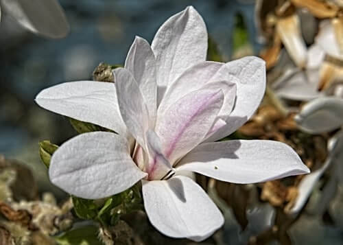 Star Magnolia pink blush