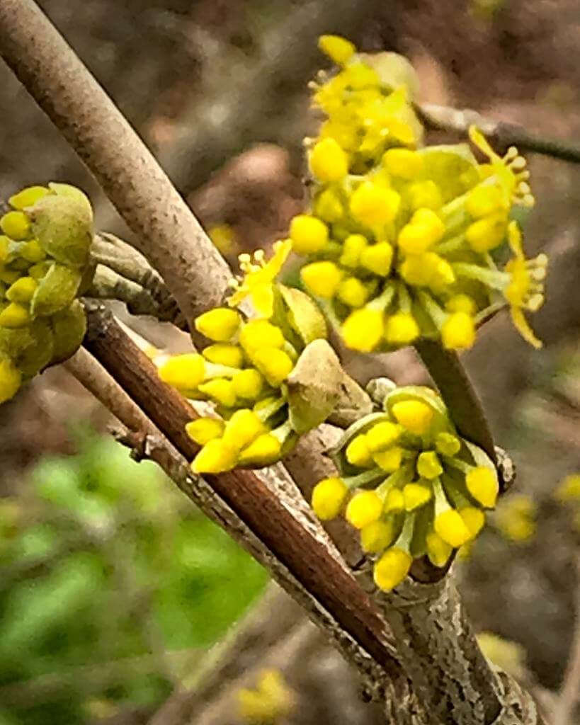Cornelian cherry buds are opening up in March
