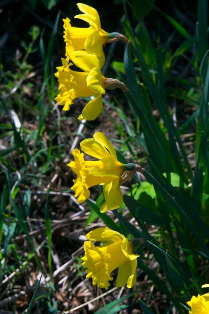 Daffodils laughing in the sun