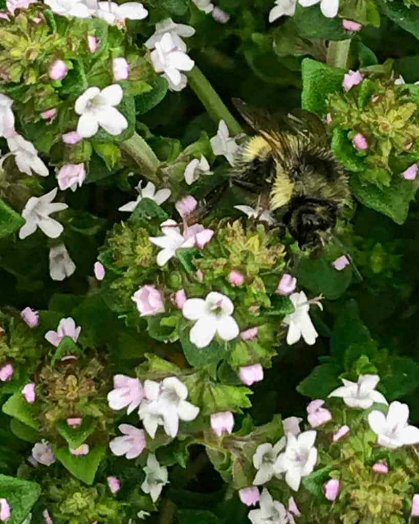 Bumblebee on Oregano