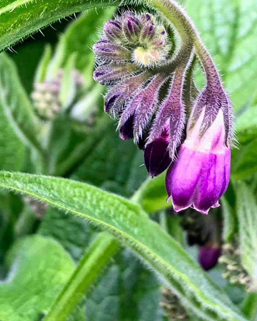 Comfrey flowers starting to open in a spiral