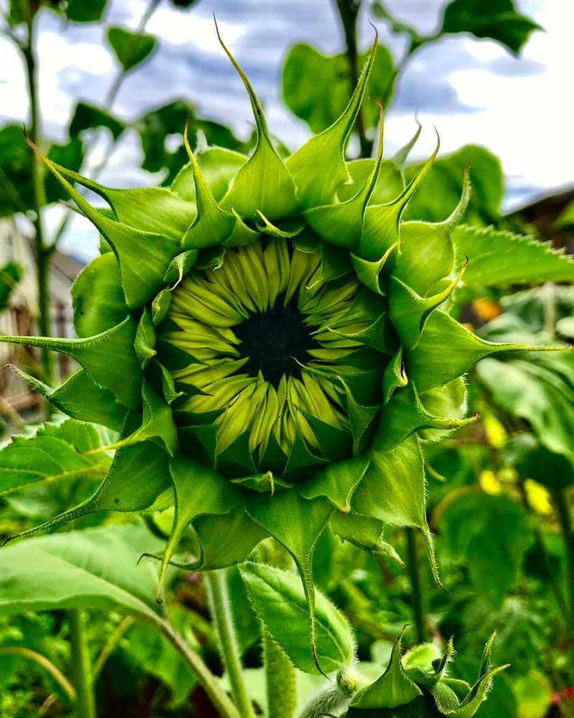 Sunflower ready to open