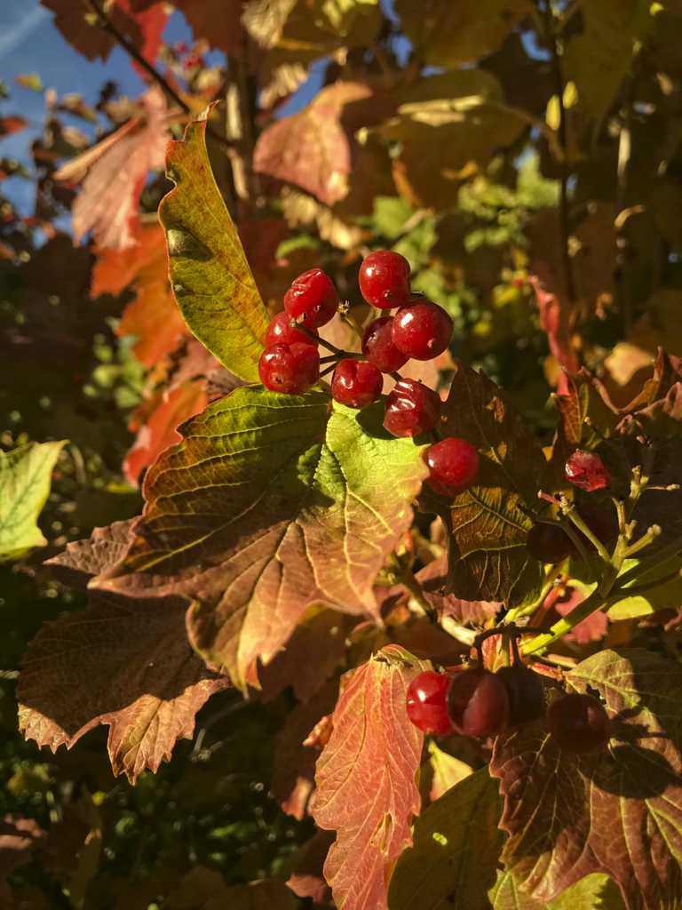 American Highbush Cranberry - a winter treat for birds