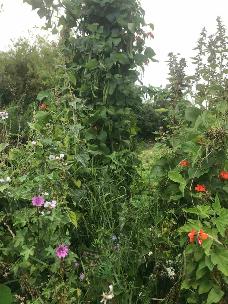 The September weedy garden chaos I left behind