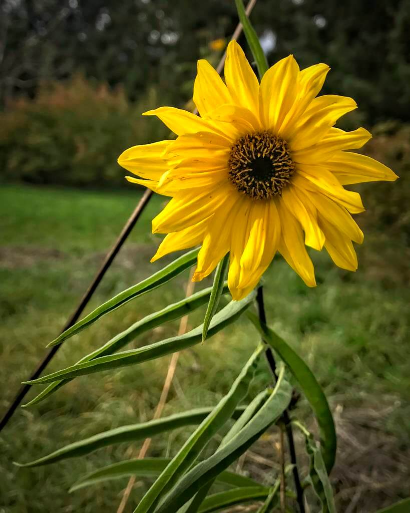 Maximilian Sunflower, a perennial, blooms late into fall