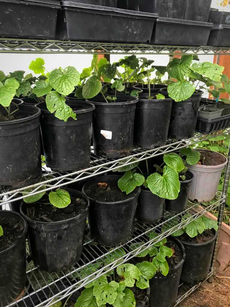 Wasabi pots on new shelving in greenhouse for the winter