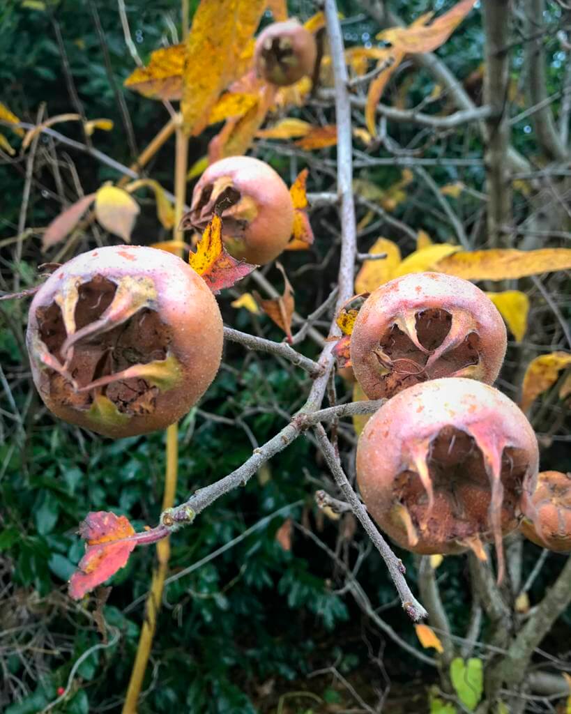 Medlars still hang on the tree after the leaves have fallen
