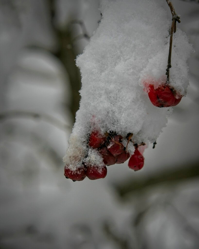 American Highbush Cranberry Under Snow