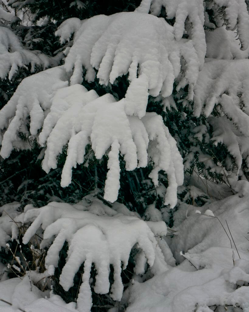 Doug Fir under heavy snow; branches look like fingers