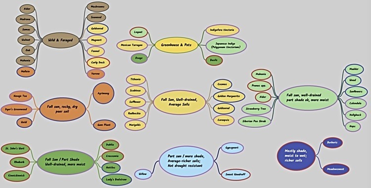 Mind map of dye plants using XMind, color-coded to sun, water, & soil preferences