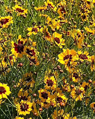 A bed of Coreopsis flowers