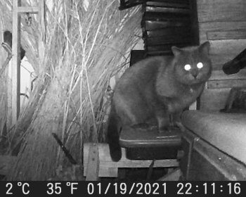 Feral cat caught on Game Cam
