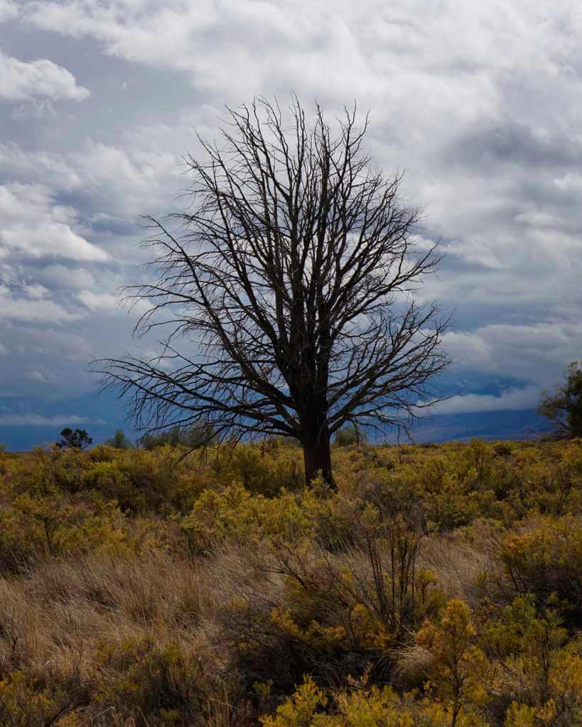 Lone dead tree still standing