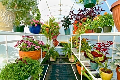 Shelving with plants in Oasis greenhouse