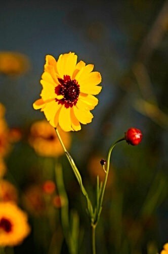 Single coreopsis flower and bud facing the sun