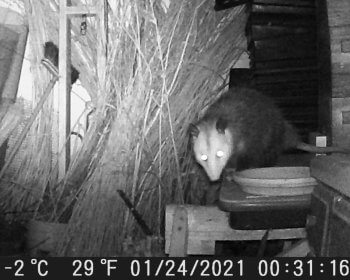 Opossum in the night!