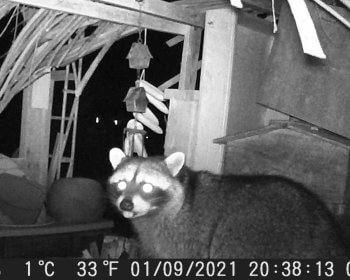 Raccoon mugshot caught on game cam