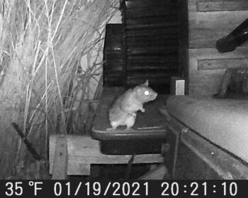 Game Cam Shot of Rat in Action