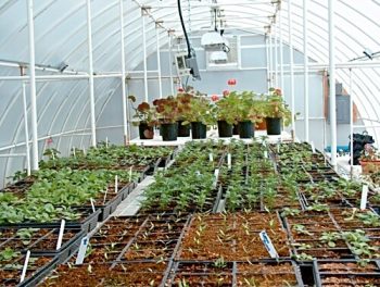 Trays of seedlings in Solexx Conservatory greenhouse