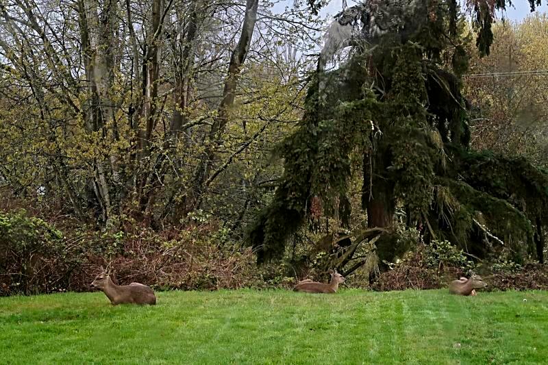 Deer in backyard