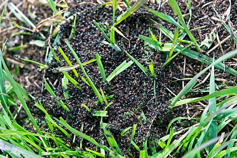 Large Ant Hill