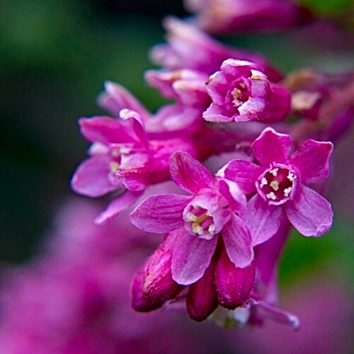 Red Flowering Currant close-up