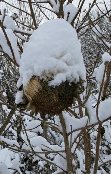 Artichoke with snow hat